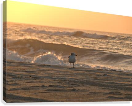 Ocracoke Warmth Canvas Print