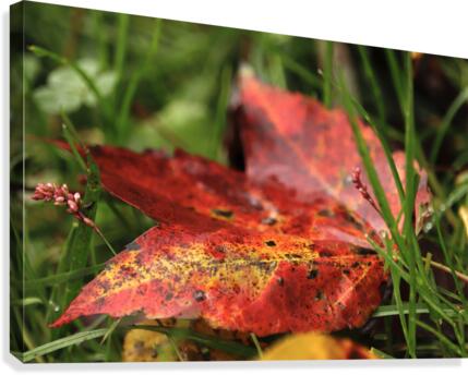 Fall Rain Canvas Print