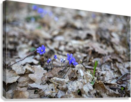 First violets in early spring Canvas Print