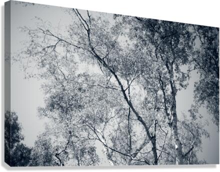Birches are dancing Canvas Print