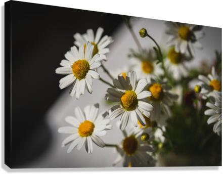 Daisies Canvas Print