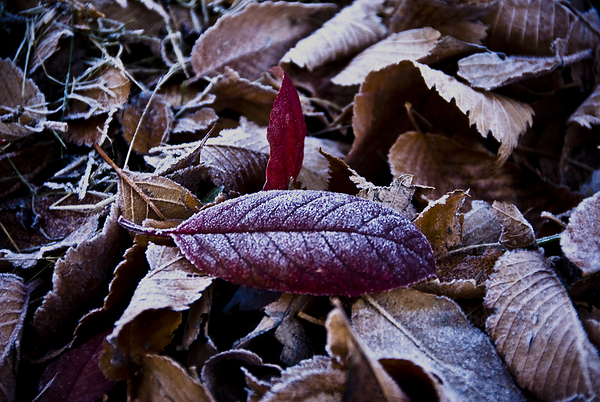 Nature