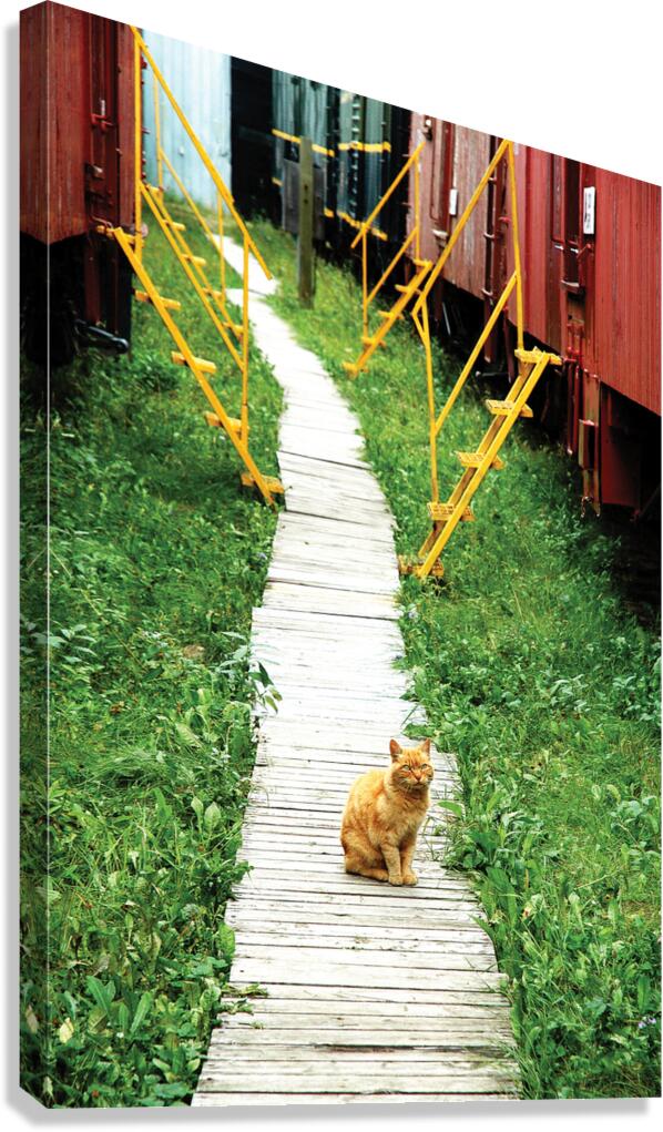 Board Cat Walk Canvas Print