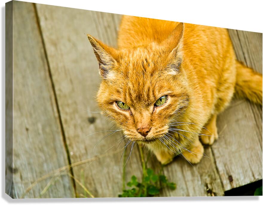 Green Cat Canvas Print