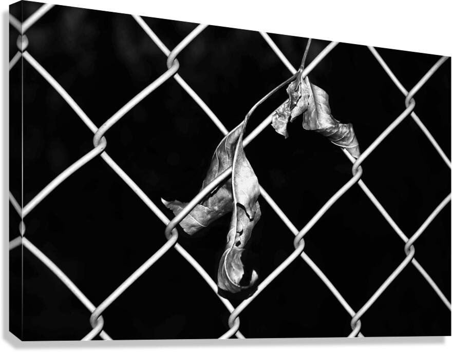 Fence1 Canvas Print