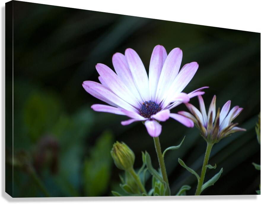 Poiple Flowah Canvas Print