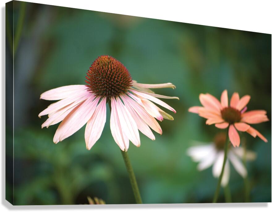 The Healing Canvas Print