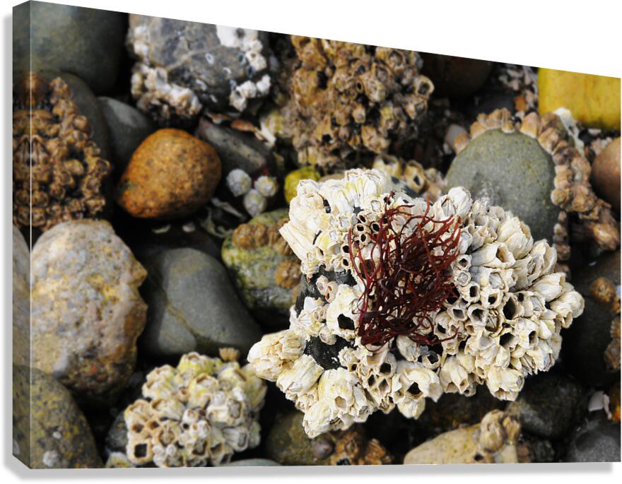 Beach Reach Canvas Print