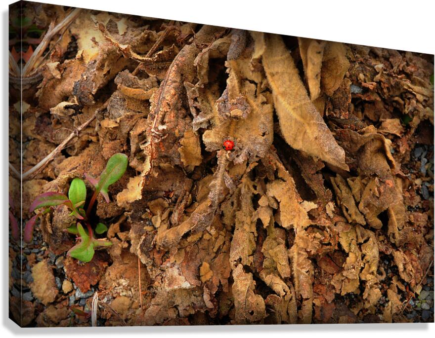 Lady Bug Forest Canvas Print