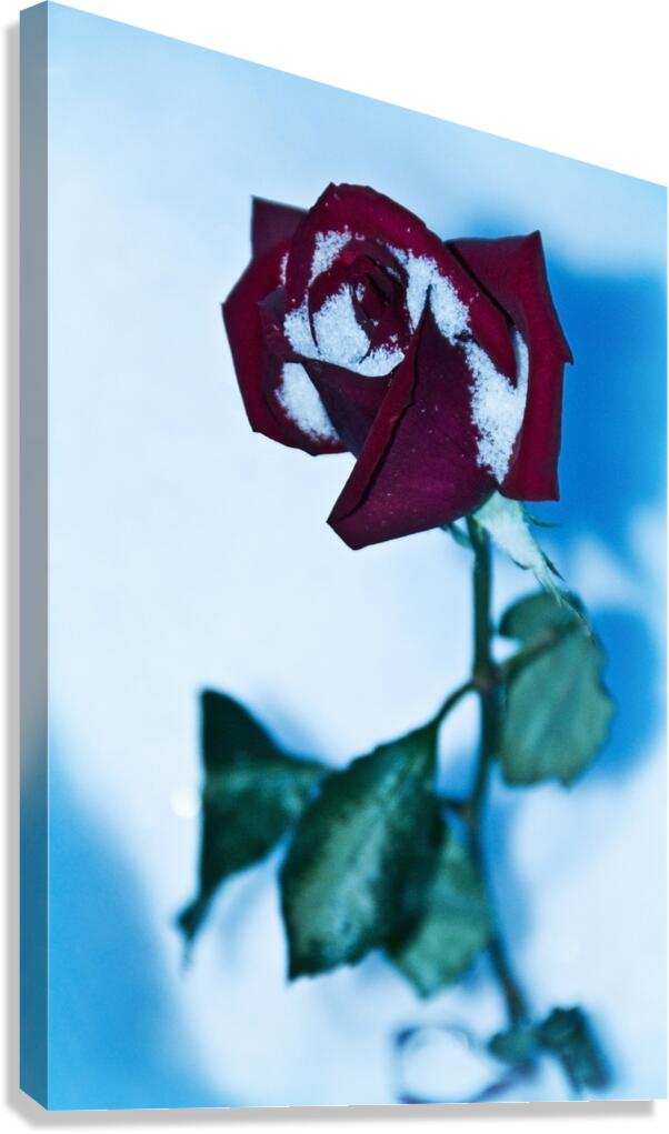 December Rose Canvas Print