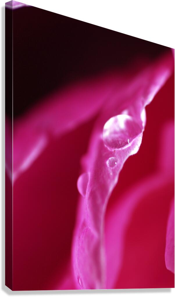 Budding Canvas Print