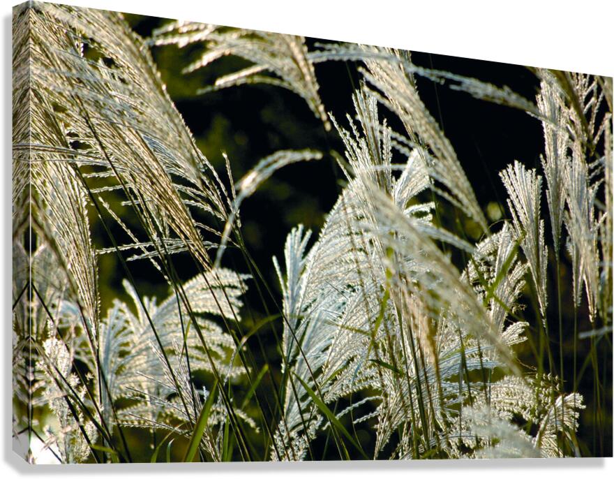 Scenic Wheat Canvas Print