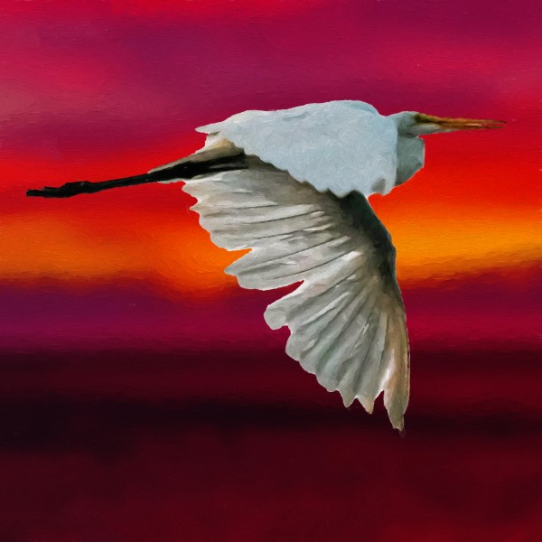 Egret in sunset  Print
