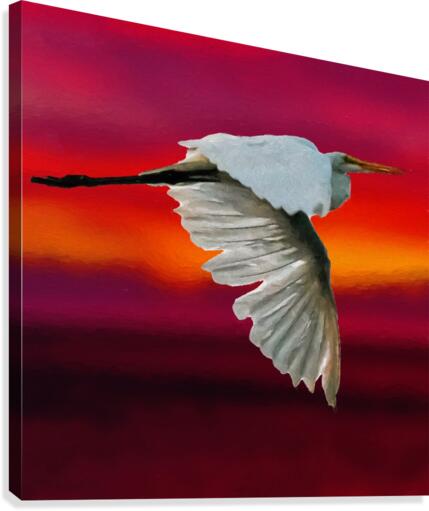 Egret in sunset  Canvas Print