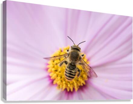 fly1 2 Canvas Print