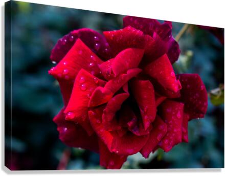 DSC 0649 Canvas Print