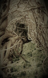 Entangled