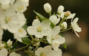 Spring Blossom Tree