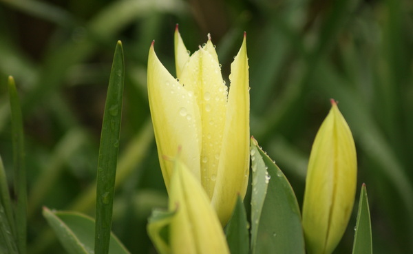 Spring Tulip Print