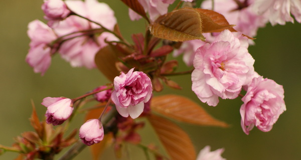 Spring cherry blossom Print