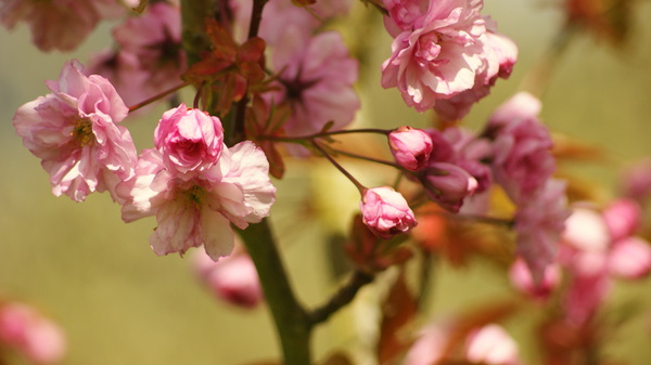 Spring cherry blossom tree Print