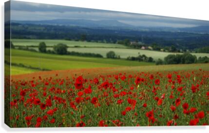 Crimson fields Canvas Print
