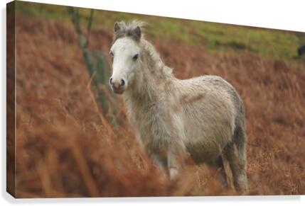 Running Free  Canvas Print