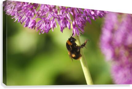 Resting Bee Pose Canvas Print