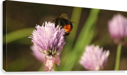 Bee sting Canvas Print