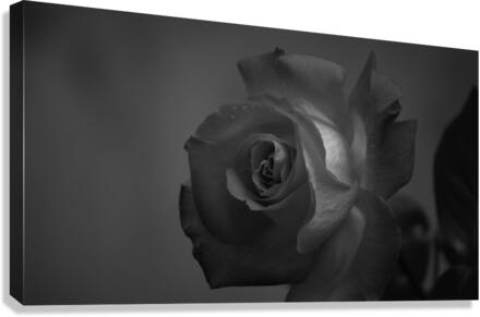 B&W Rose Canvas Print