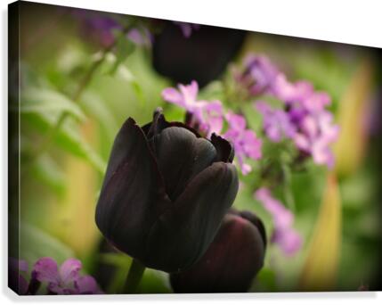 Black Tulip Canvas Print