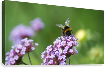 Busy Bee Canvas Print