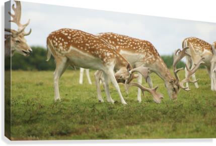 Deer group Canvas Print