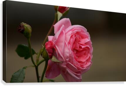 Rosy glow Canvas Print