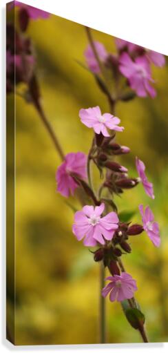 Wildflowers Canvas Print