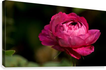 Wild Rose Canvas Print