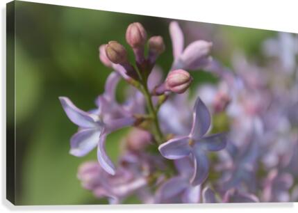 Spring blooms Canvas Print