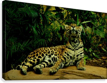 Looking up Canvas Print