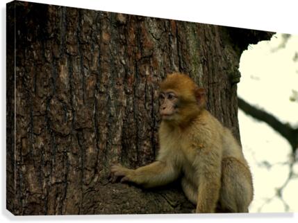 Hidden View Canvas Print