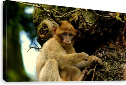 Tree House Canvas Print