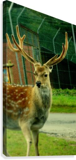Stag Canvas Print