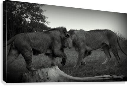 Embrace  Canvas Print