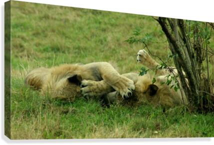And Chill Canvas Print