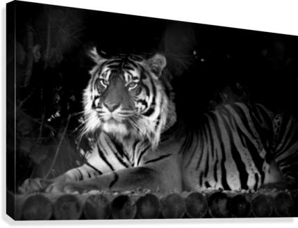 Stripes Canvas Print
