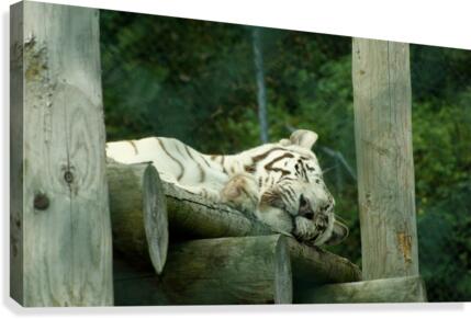 Snoozing Floof  Canvas Print