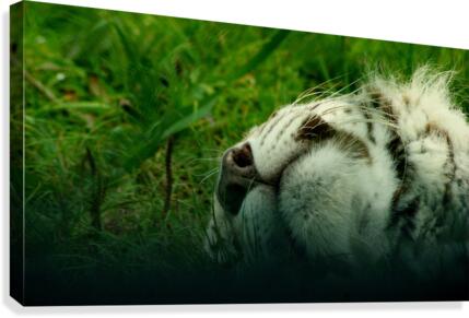 Snoozing Floof  Canvas Print