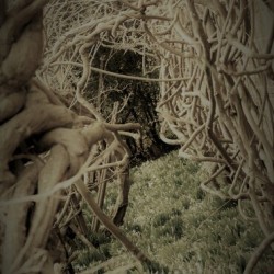 Entangled