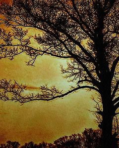 Autumn Awakens