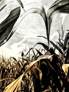 Fields of Contrast