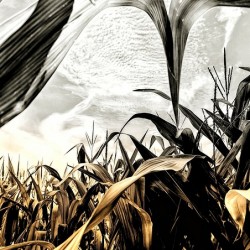 Fields of Contrast